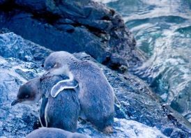 【新西兰】海洋生态科研与生物多样性保护